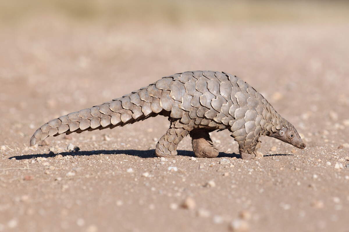 Image for World Pangolin Day