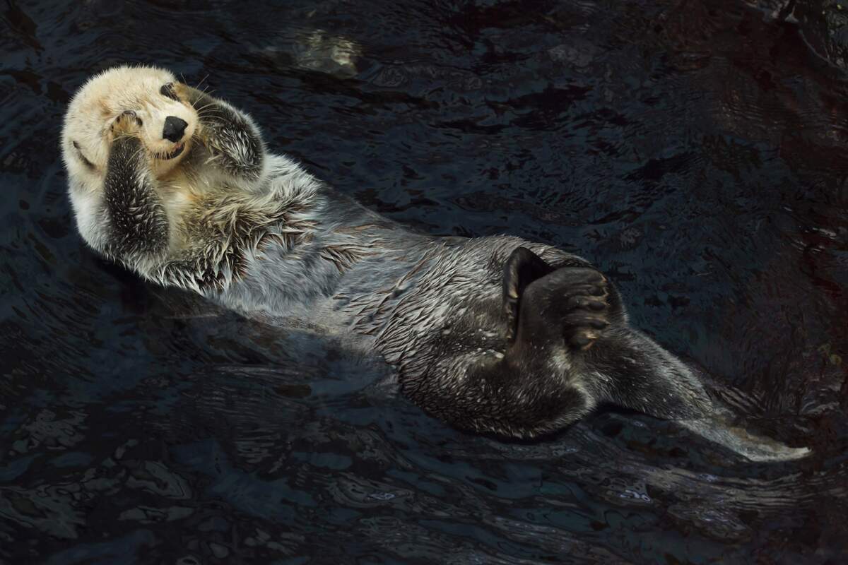 Image for Sea Otter Awareness Week