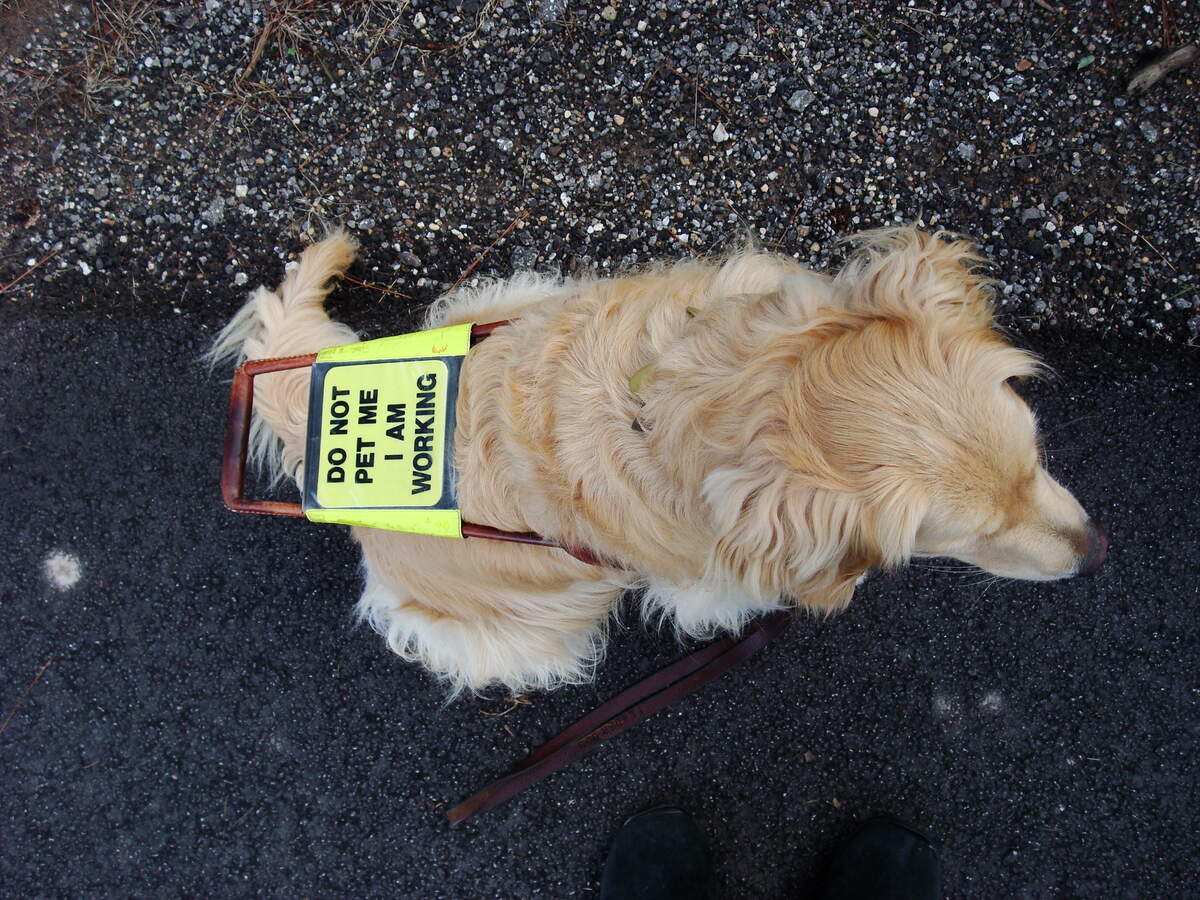 Image for Seeing Eye Dog Day