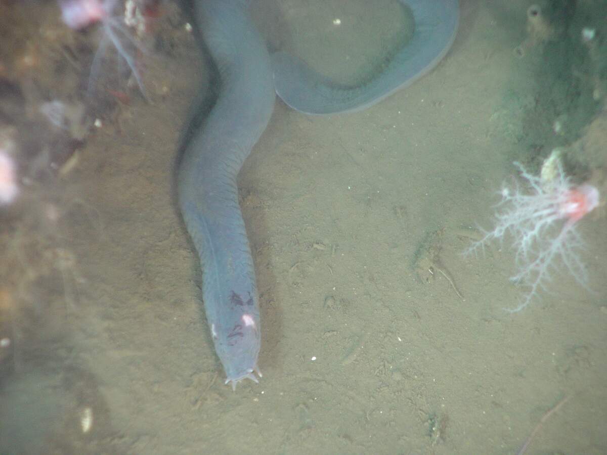 Image for Hagfish Day