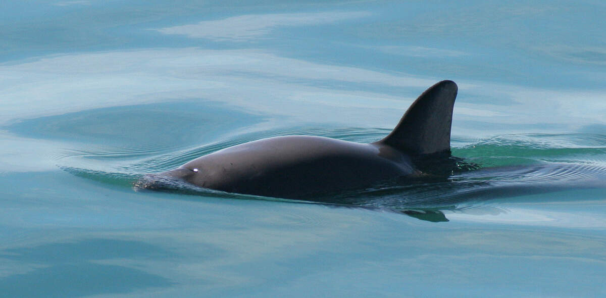 Image for Save the Vaquita Month