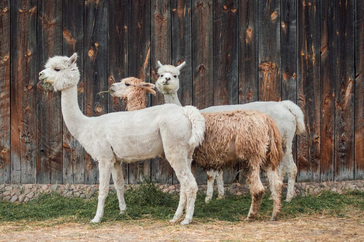 Image for International Year of Camelids