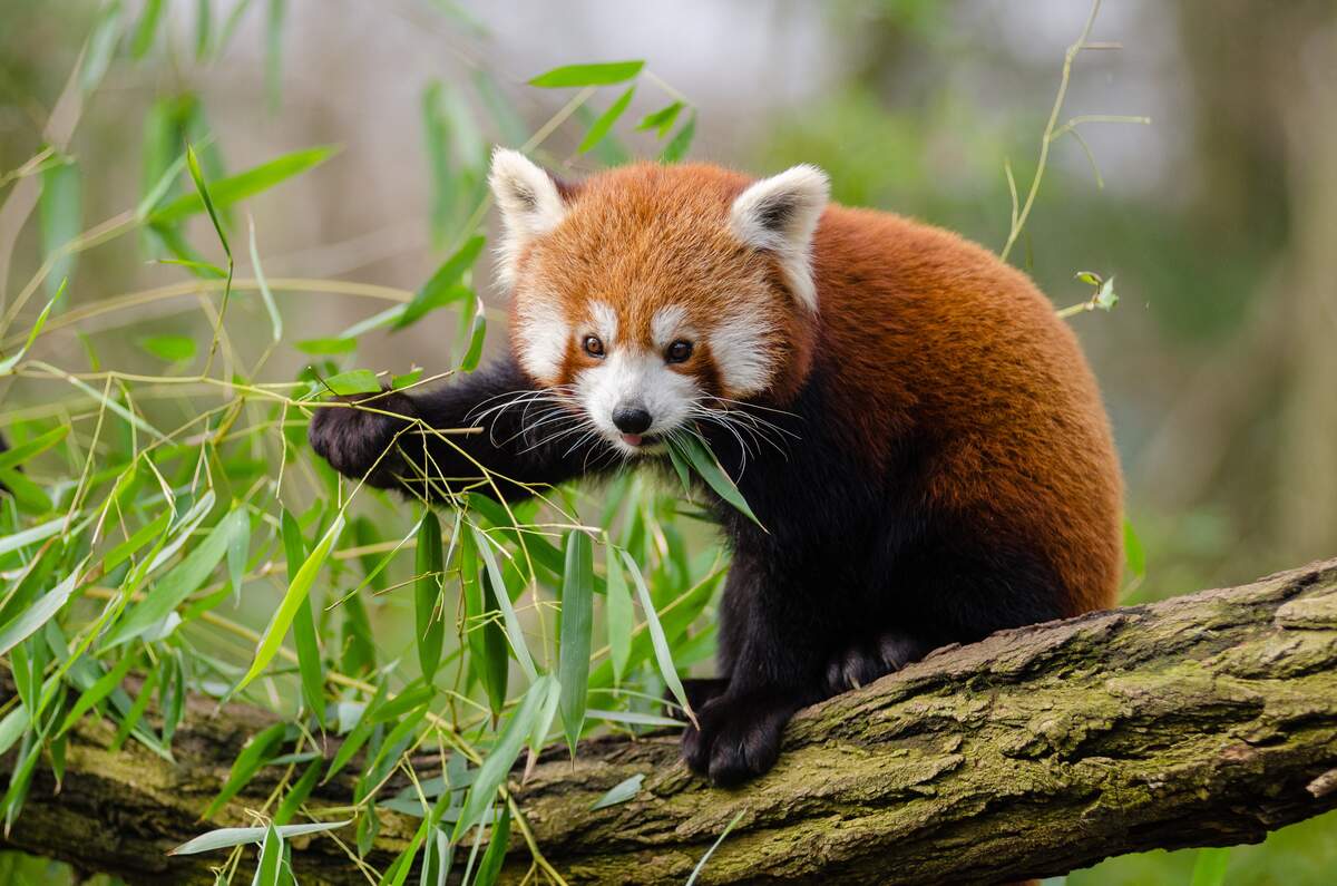 Image for International Red Panda Day