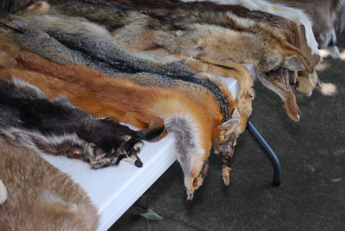 Image for Fur Free Friday