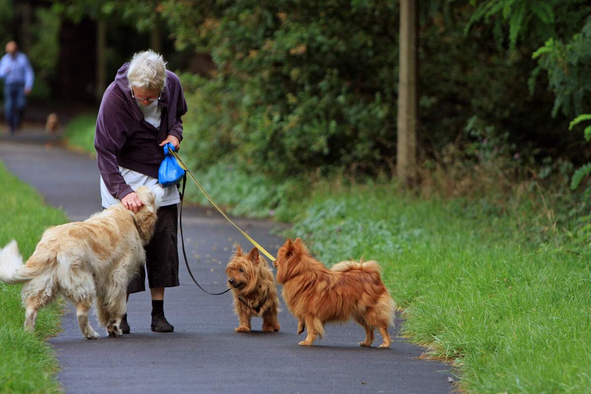 Image for Walk Your Pet Month