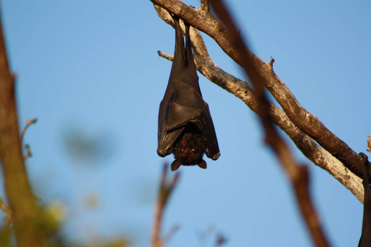 Today is Bat Appreciation Day🦇 Which means it's time to celebrate our  favorite Bat! We ❤️ you Buddy! Thank you for everything that you…