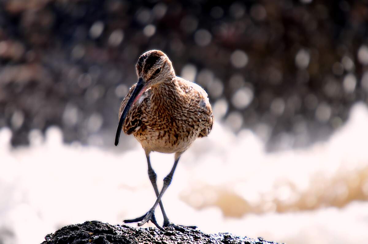 Image for Curlew Day