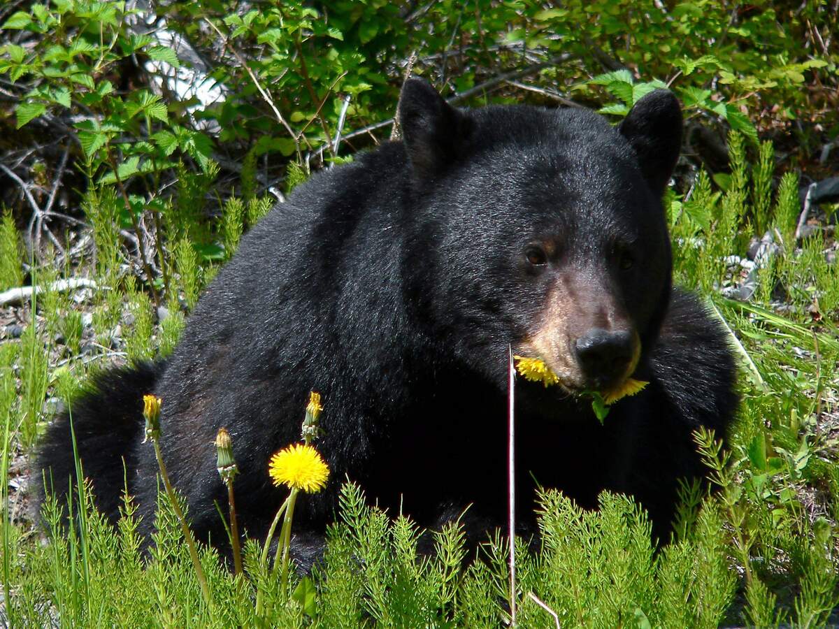 Image for National Black Bear Day