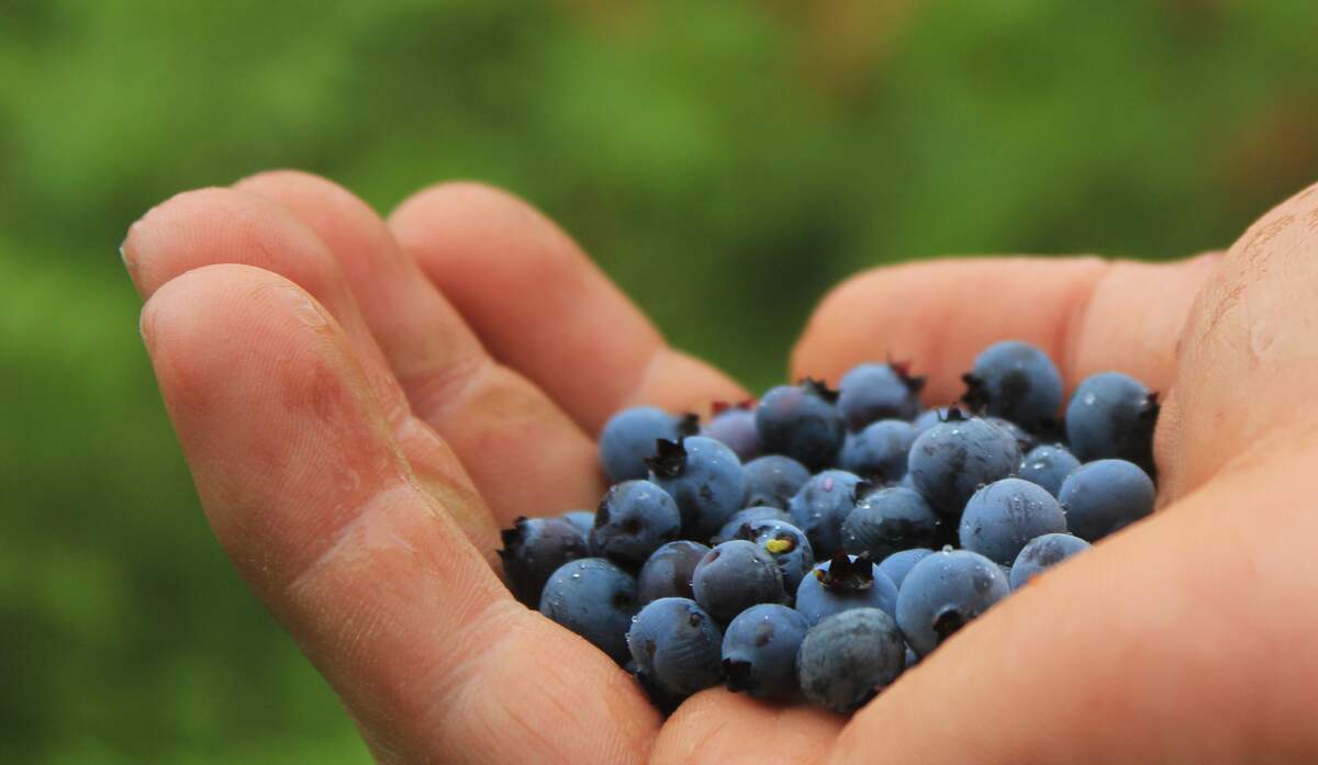 Image for Pick Blueberries Day