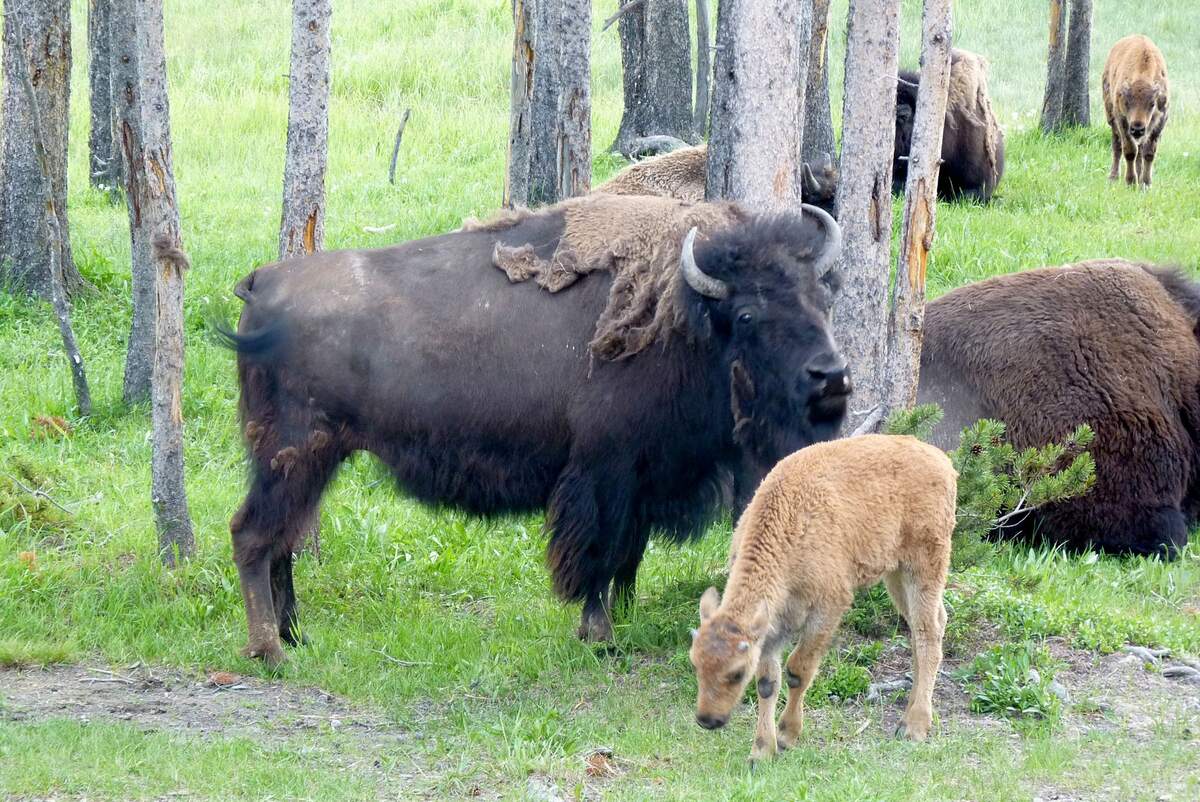 Image for Bison-ten Yell Day