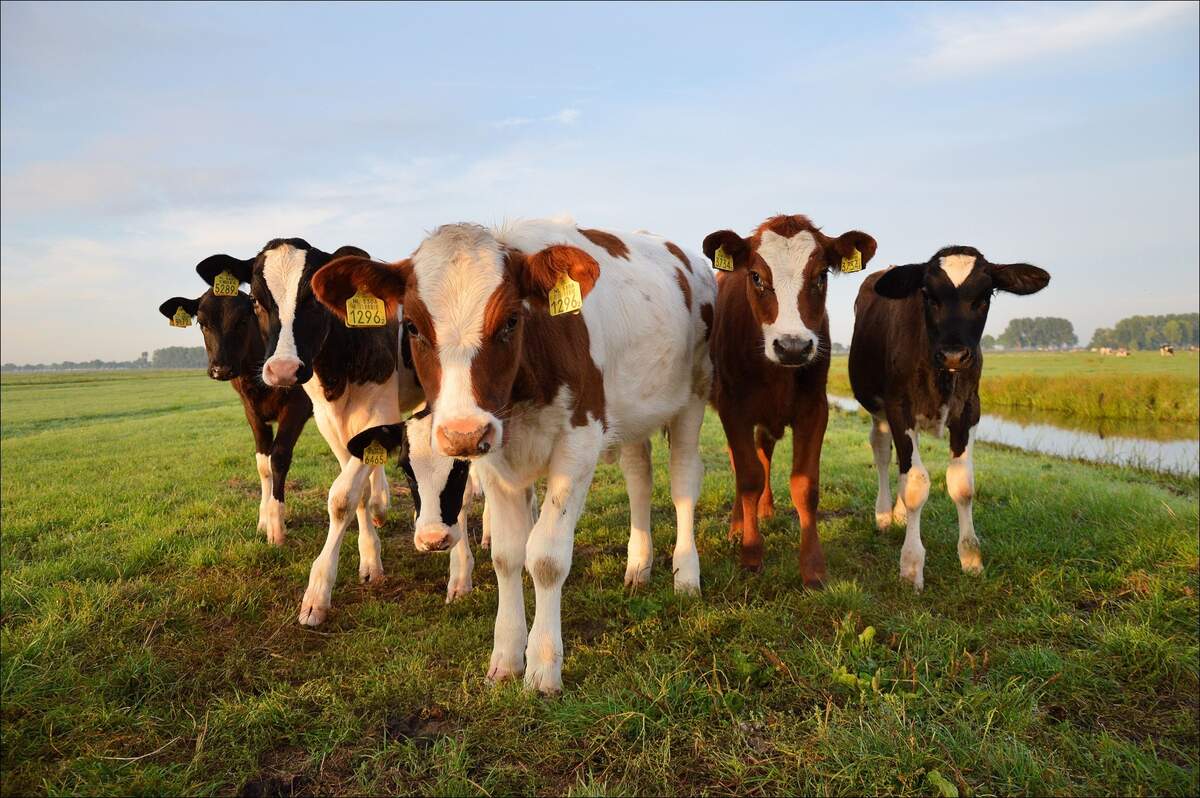 Image for Cow Milked While Flying in an Airplane Day