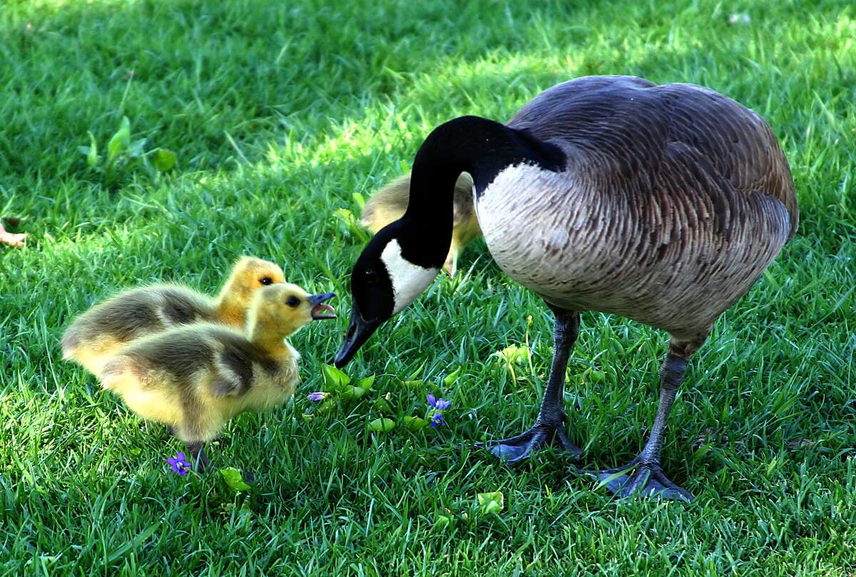 Image for Mother Goose Parade Day