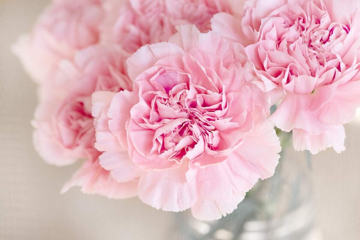 Image for National Carnation Day