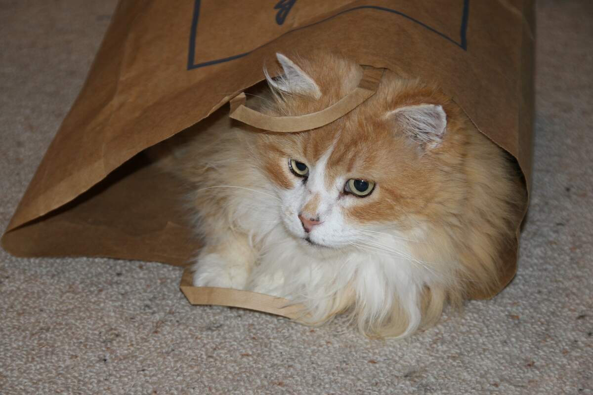 Image for Paper Bag Day