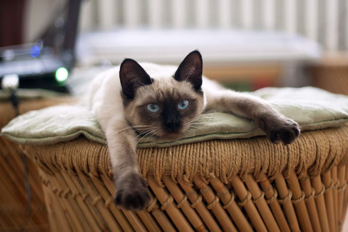 Image for National Siamese Cat Day