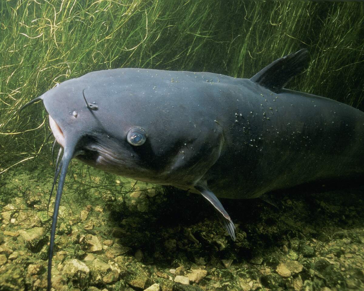 Image for National Catfish Month