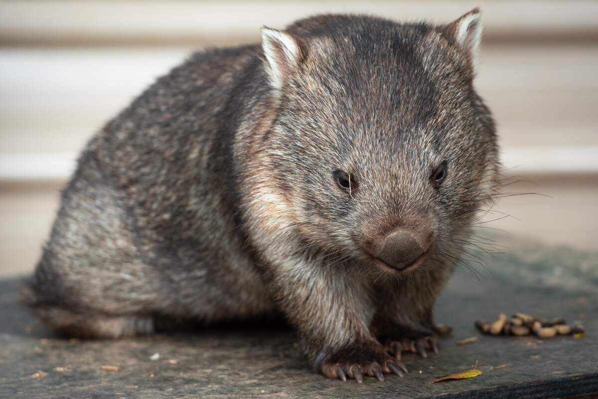 Image for Wombat Day