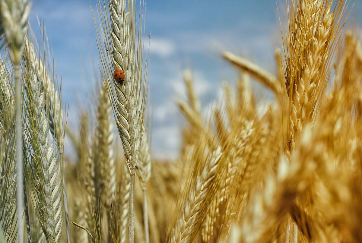 Image for National Grain-Free Day