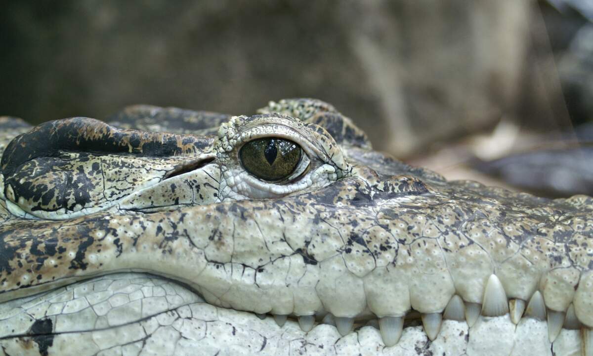 Image for Steve Irwin Day