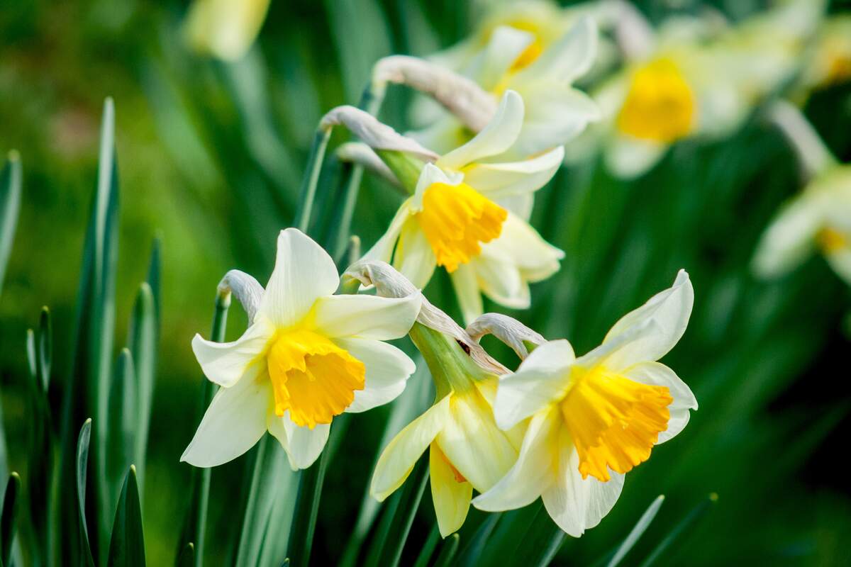 Image for Daffodil Day (Australia)