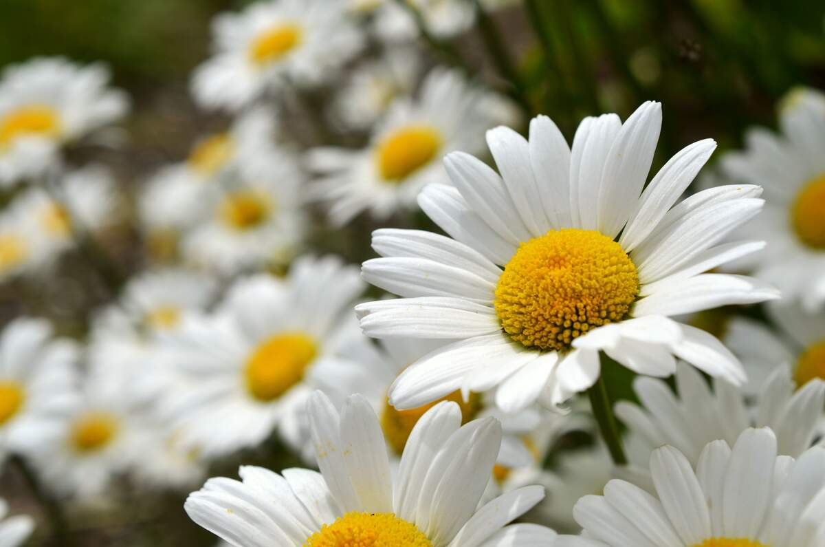 National Daisy Day (January 28th)