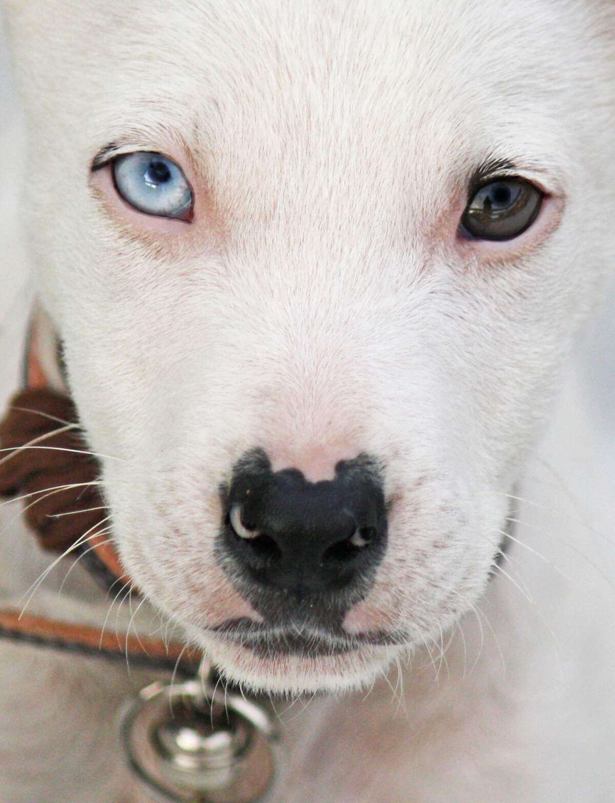 Image for Different Colored Eyes Day