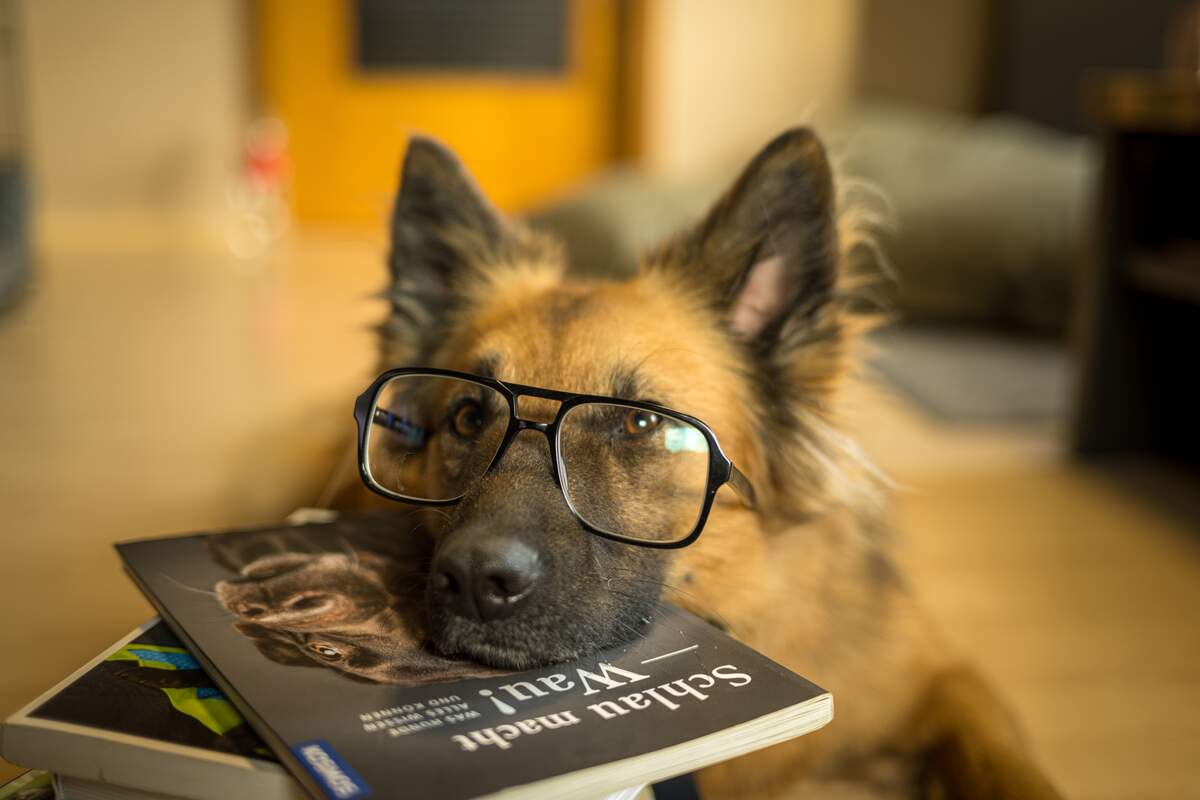 Image for Paws to Read Month