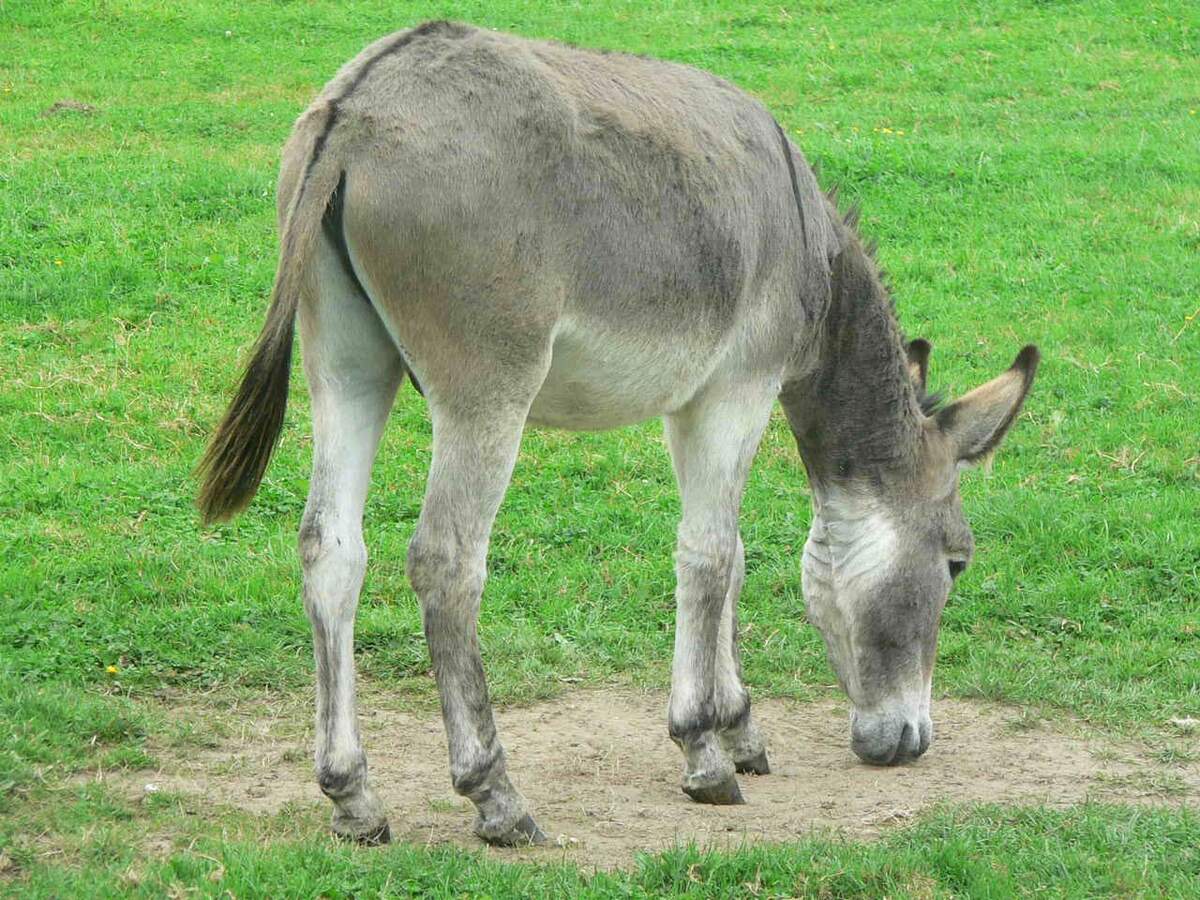 Image for National Mule Day