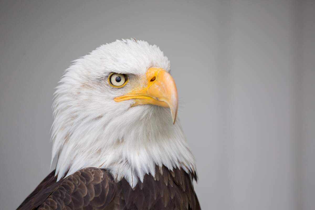 NATIONAL AMERICAN EAGLE DAY - June 20, 2024 - National Today