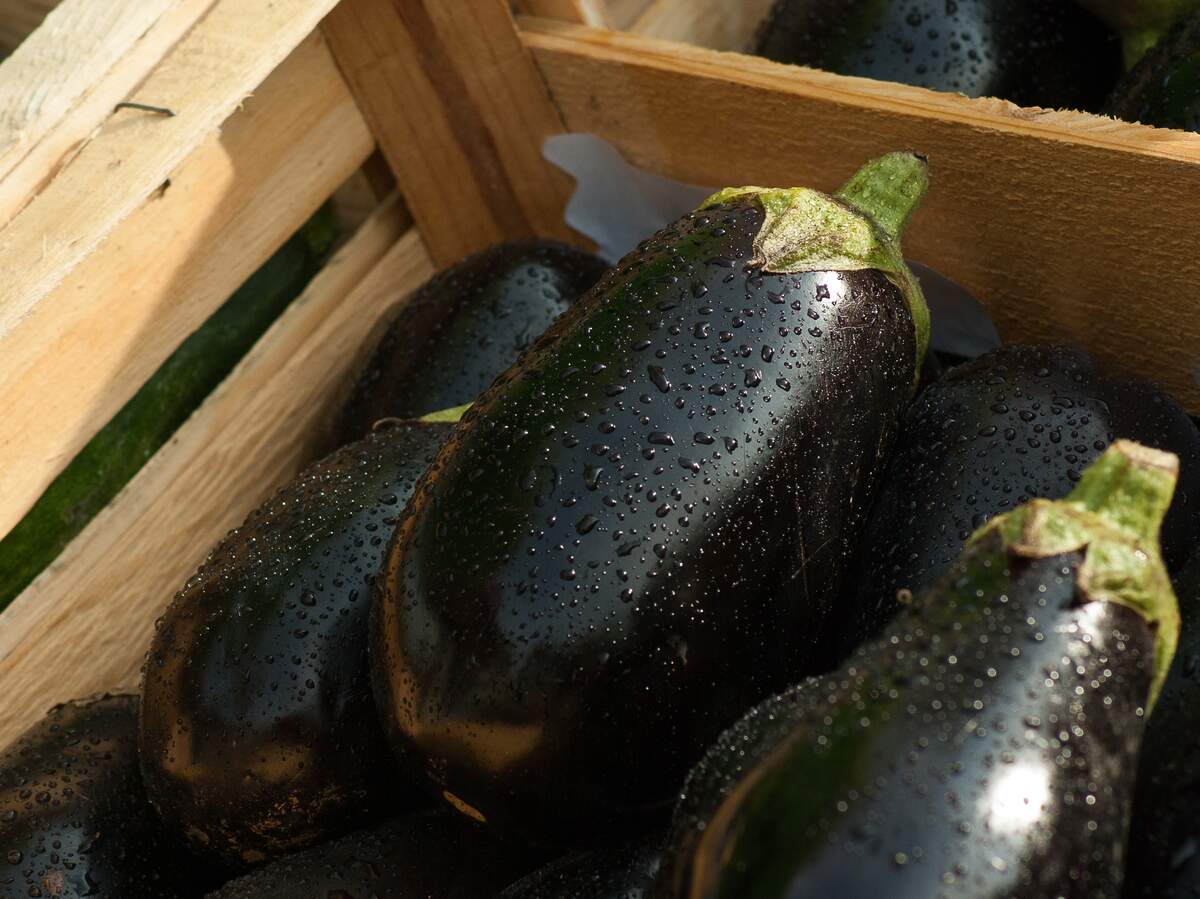 Image for National Eggplant Month