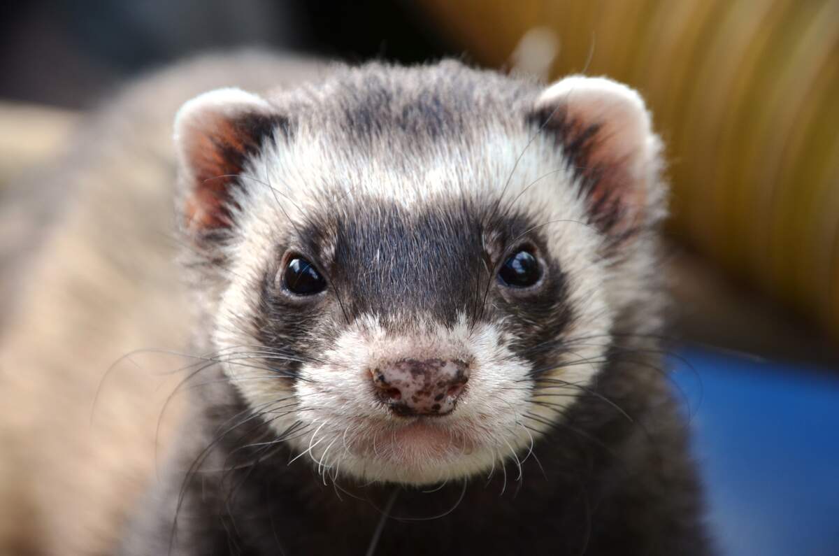 Image for Adopt a Ferret Month