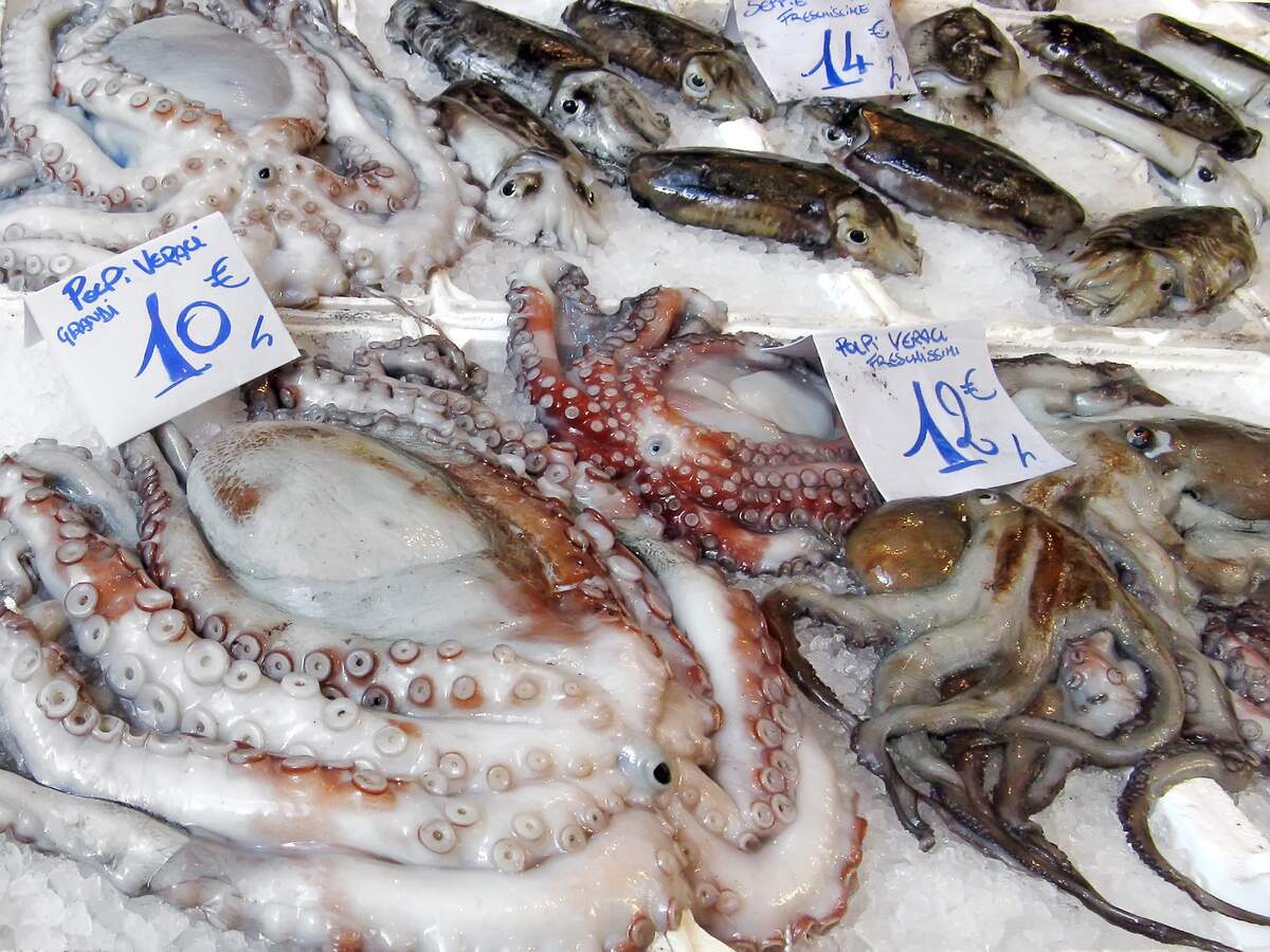 cuttlefish vs squid vs octopus