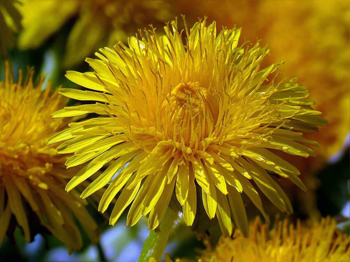 National Dandelion Day Holiday