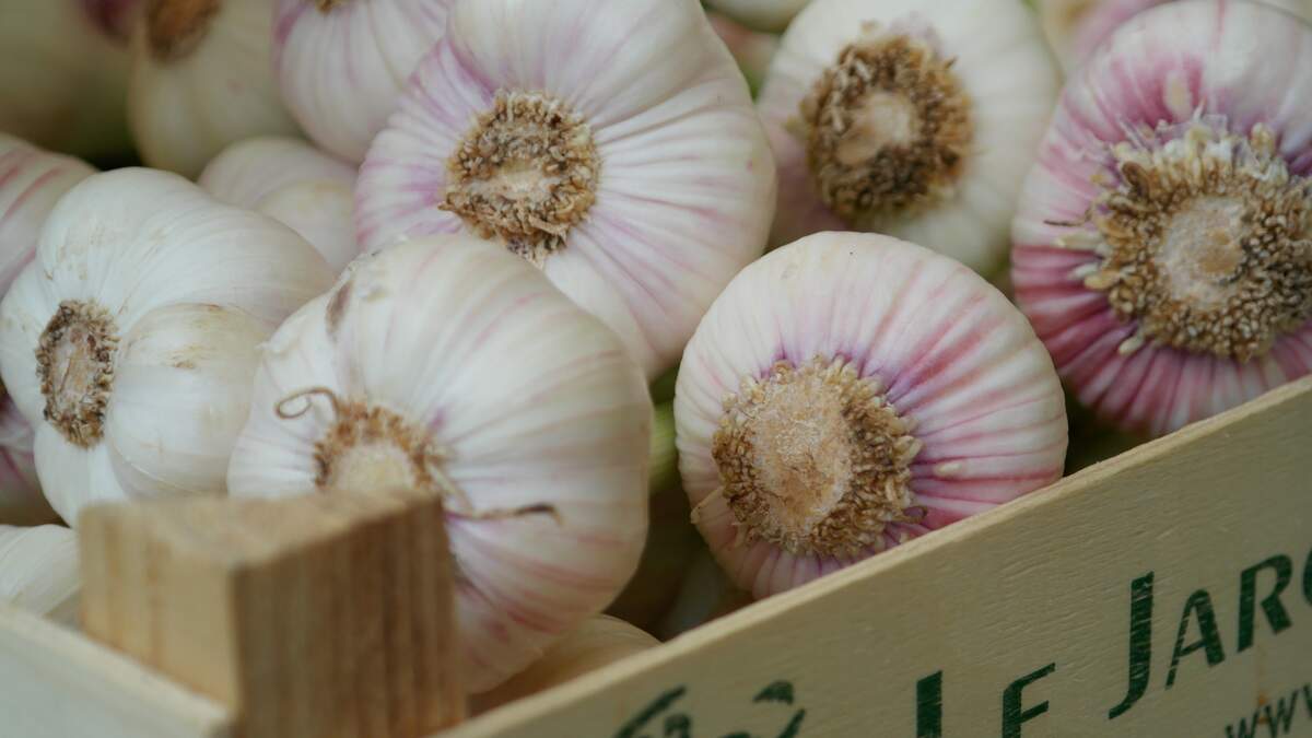 Image for National Garlic Month