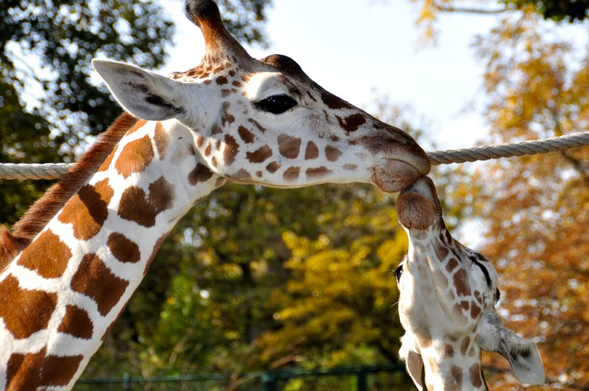 World Giraffe Day Holiday Checkiday Com