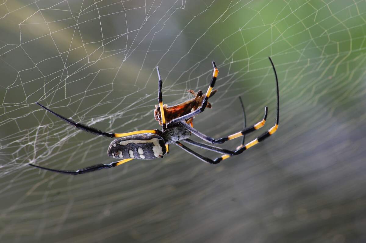 Image for Be Kind to Spiders Week