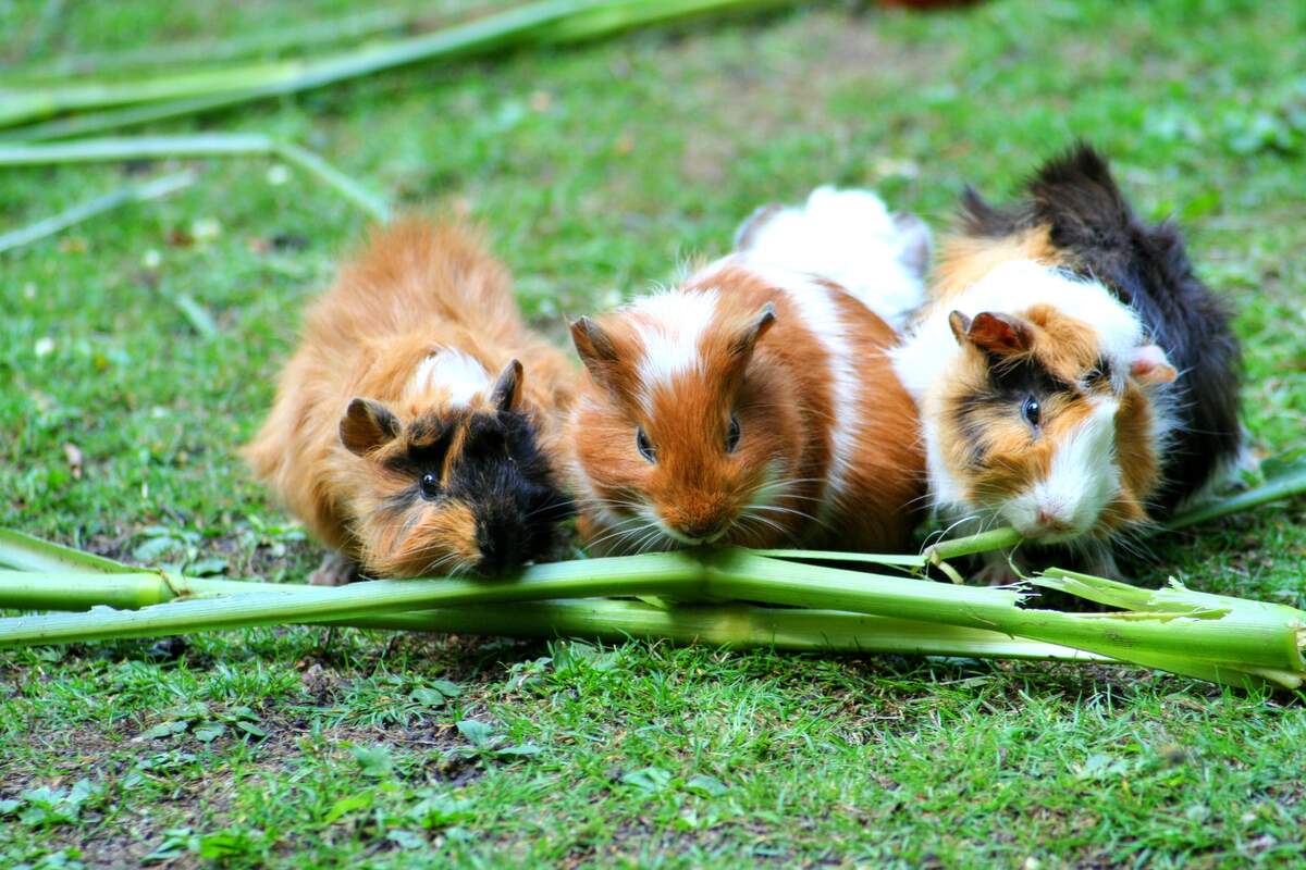 Image for Adopt-a-Rescued-Guinea Pig Month