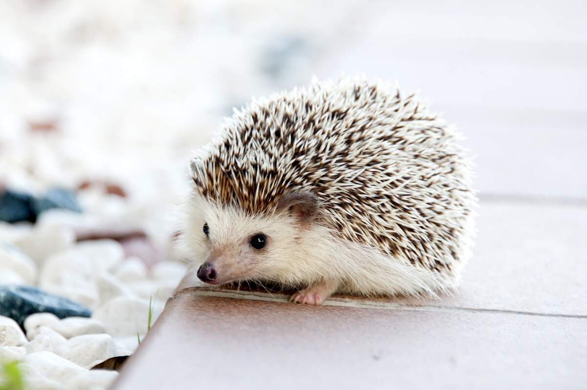 Image for Hedgehog Day