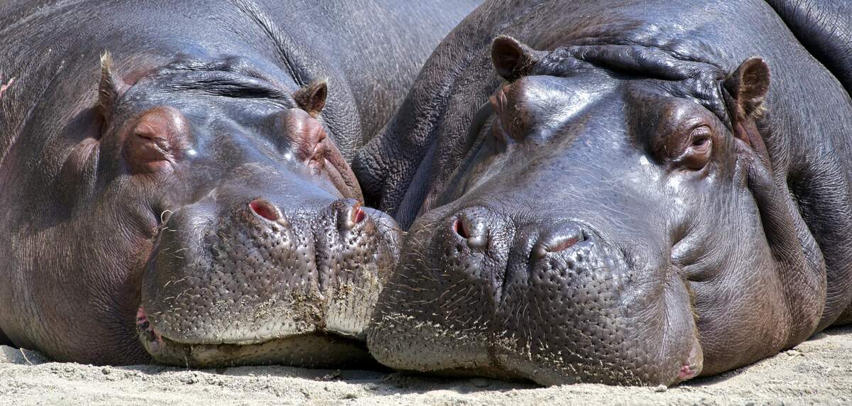 Image for National Hippo Day