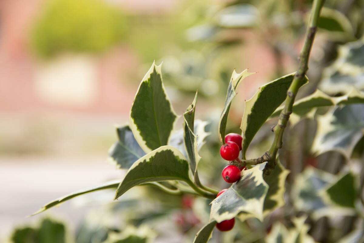 Holly Holy days, ~ Algumas descobertas cotidianas