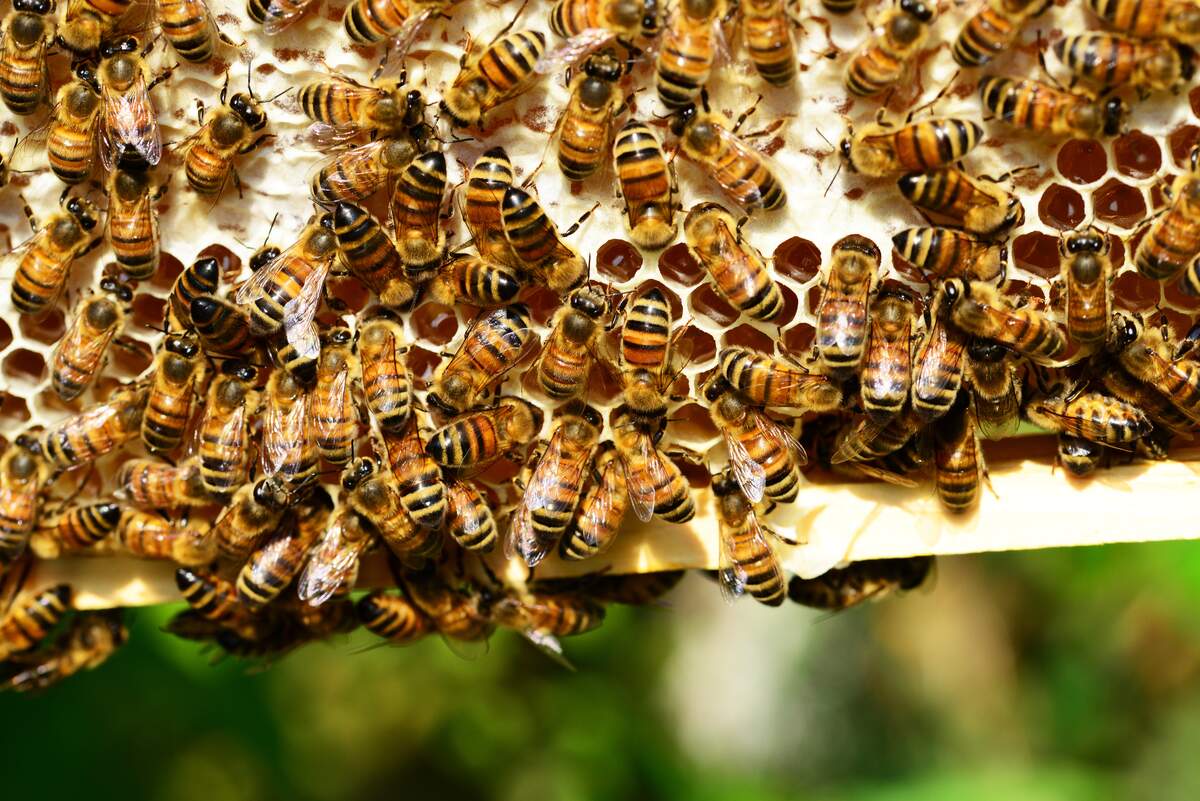 Image for World Honey Bee Day