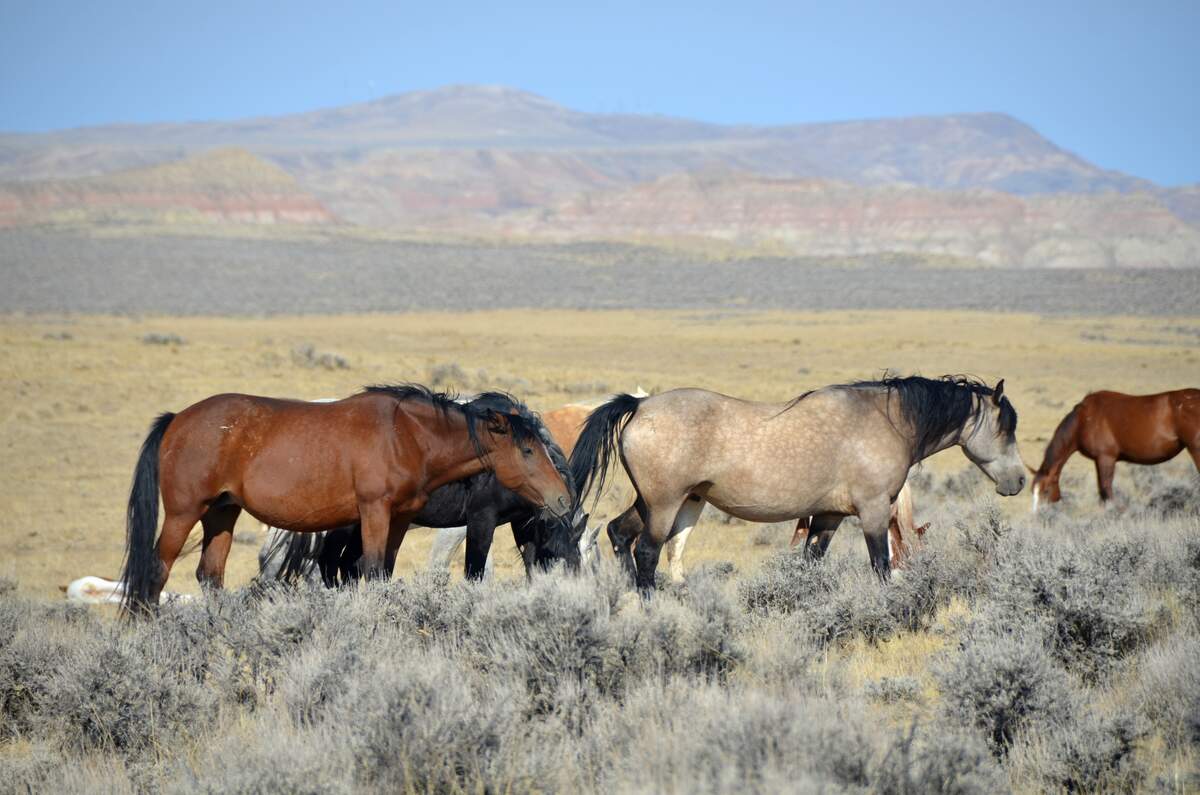 Image for National Horse Rescue Day (Australia)