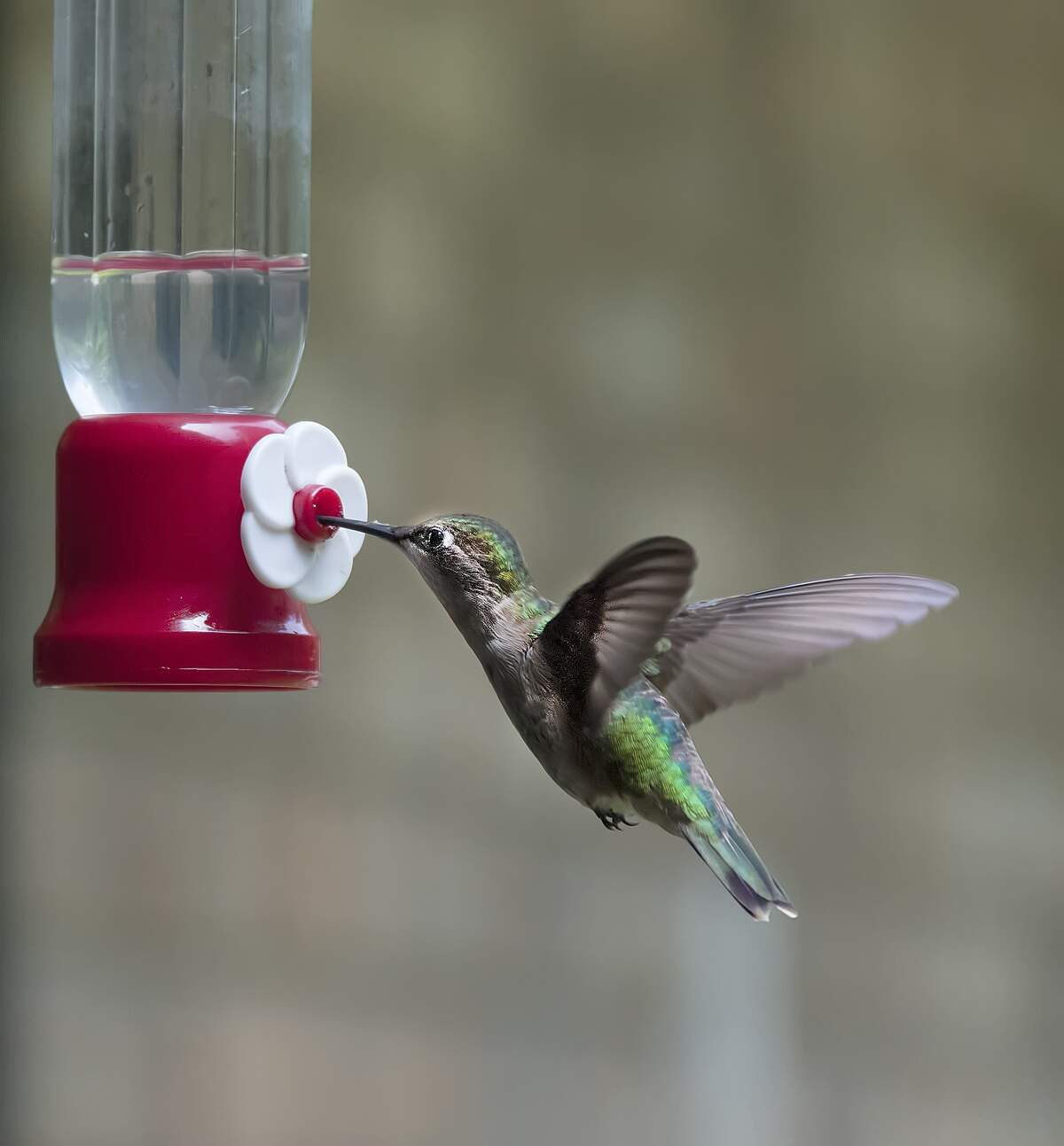 Image for National Hummingbird Day
