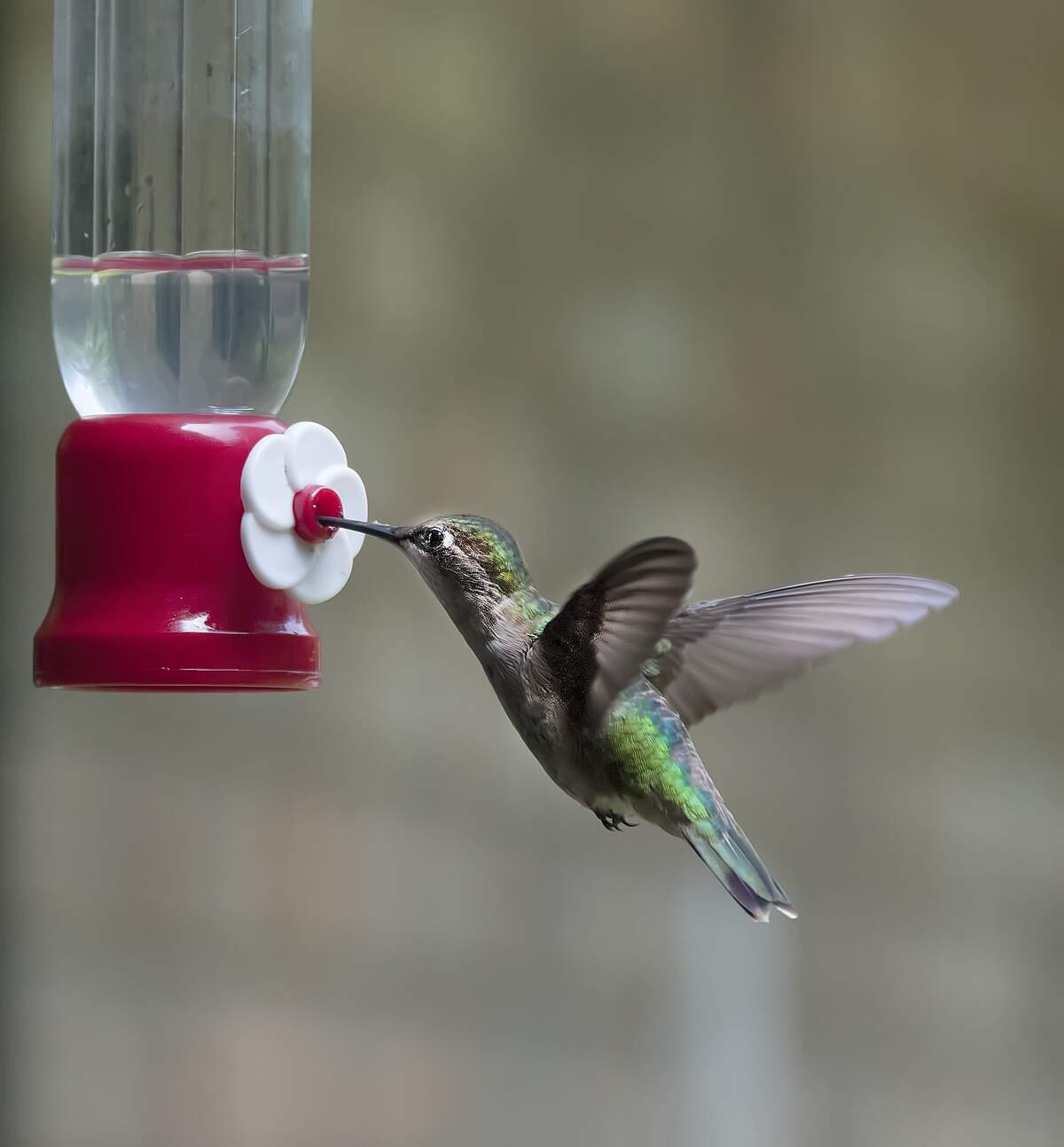 Image for National Bird-Feeding Month