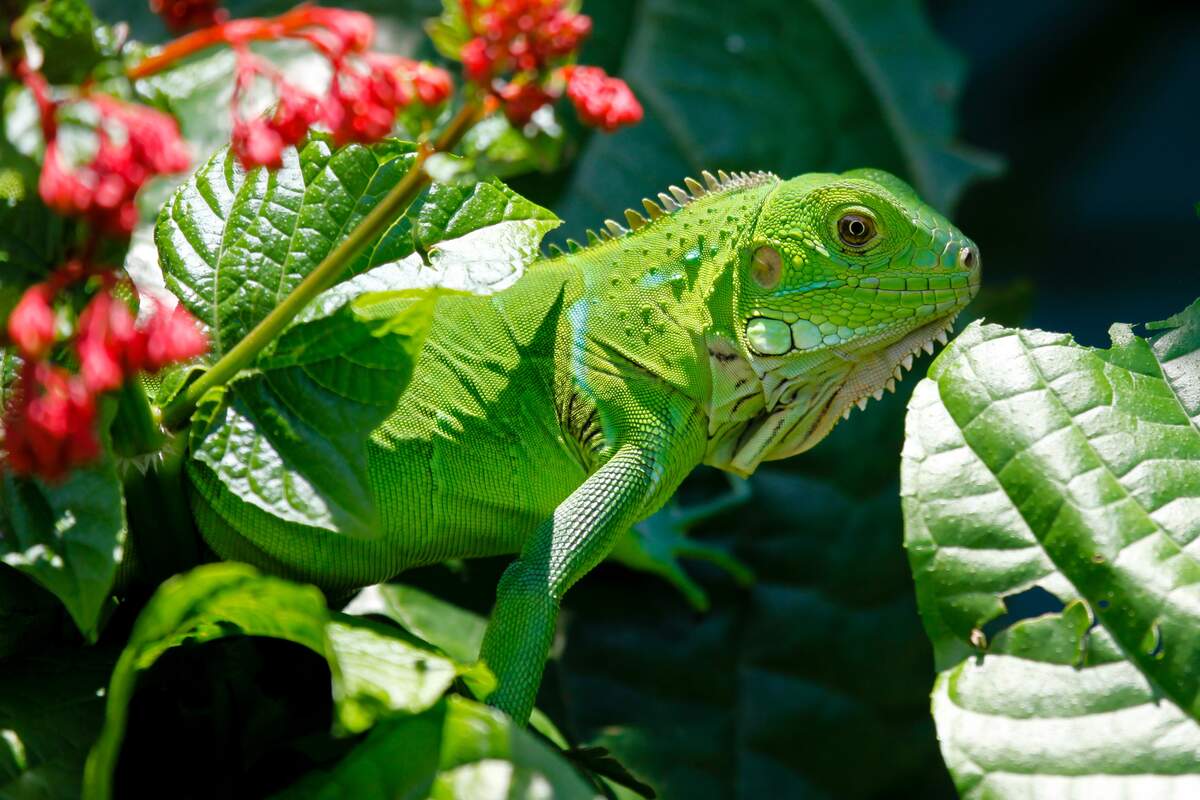 National Iguana Awareness Day | Holiday | Checkiday.com