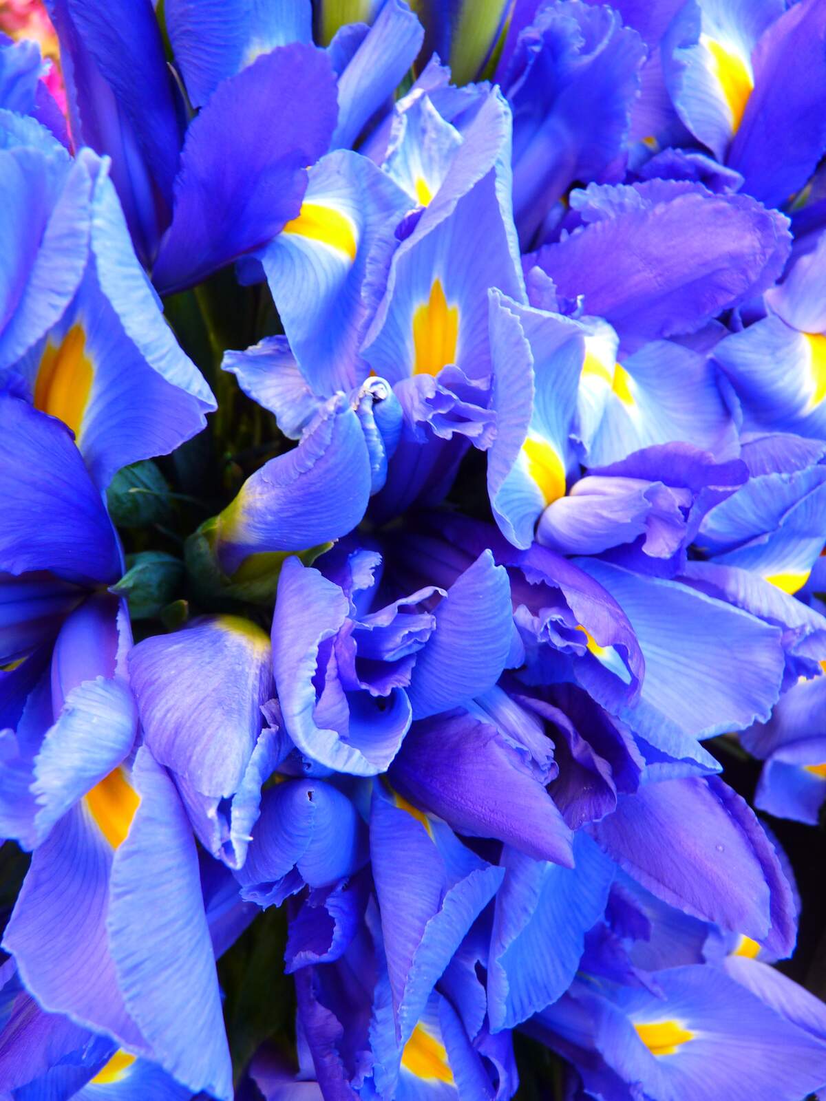 Image for Iris Day