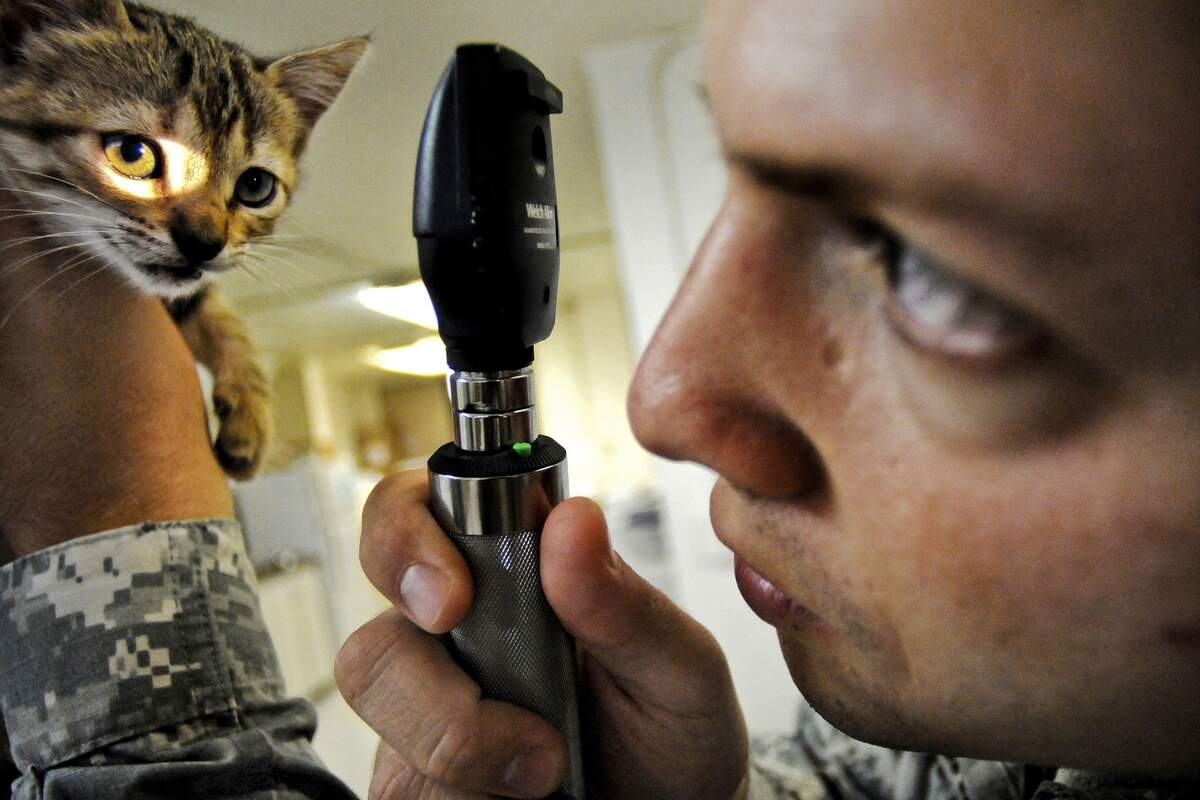 Image for Take Your Cat to the Vet Day