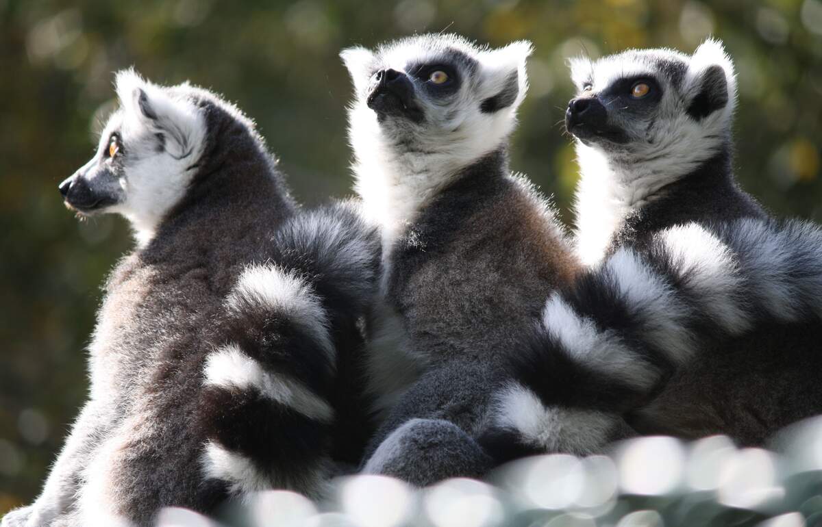 Image for World Lemur Day