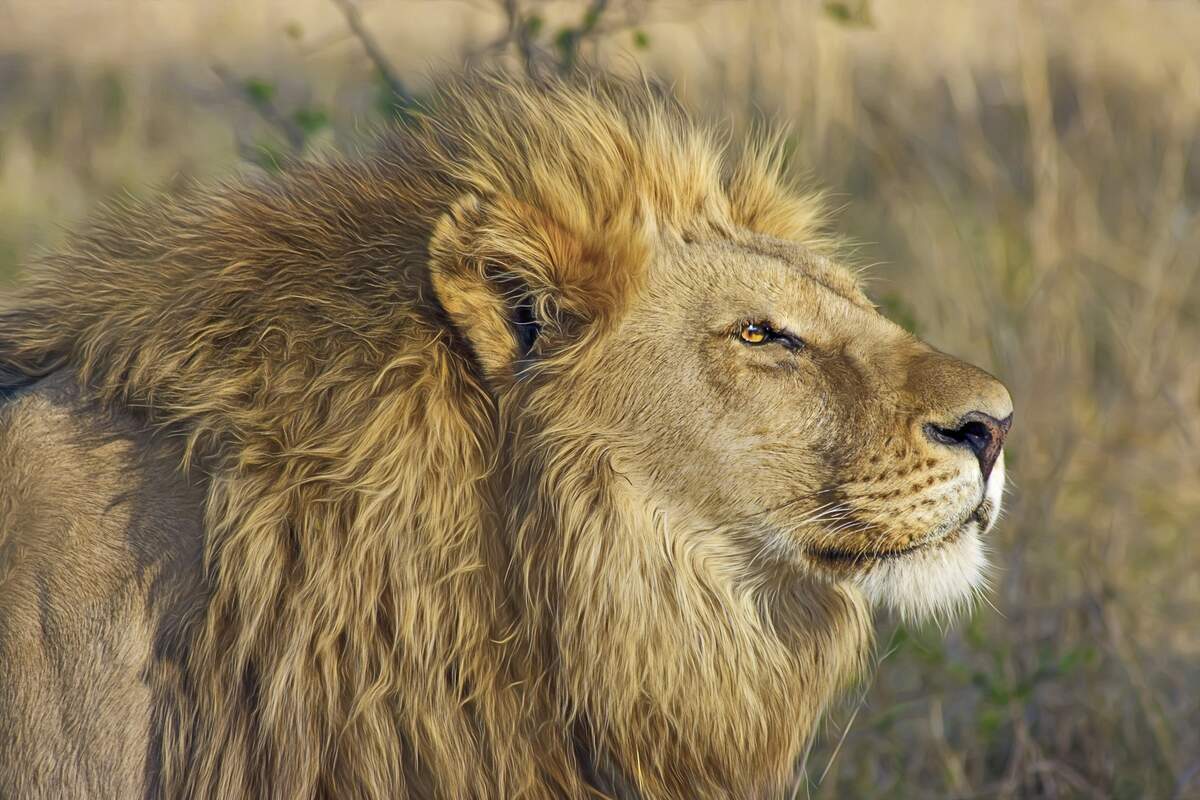 Image for World Lion Day