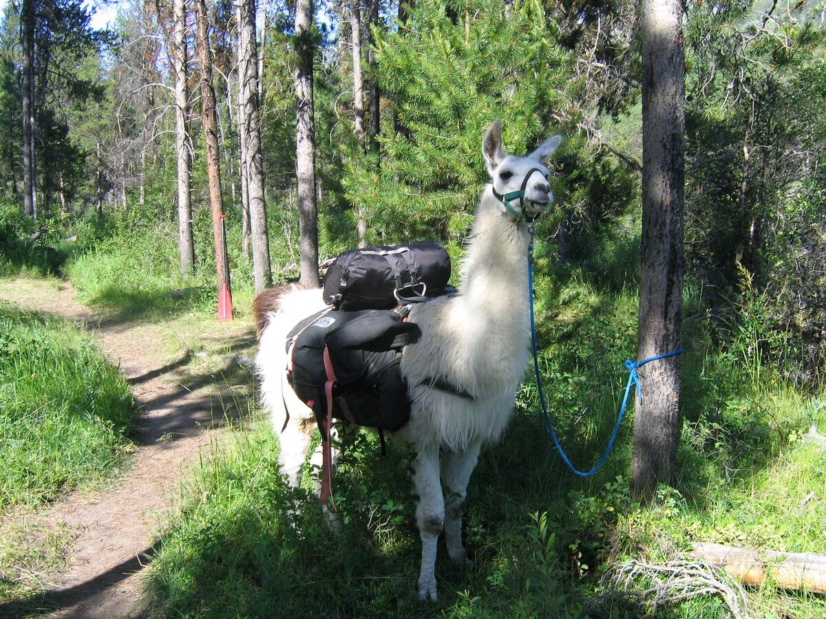Image for National Llama Day